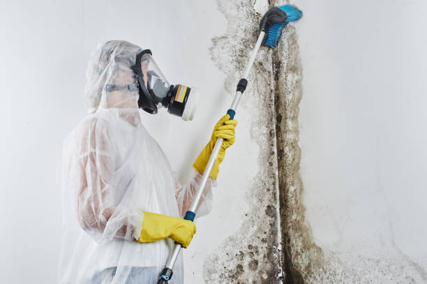 Best Mold Remediation  in Eunice, LA