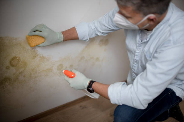 Best Mold Damage Repair  in Eunice, LA