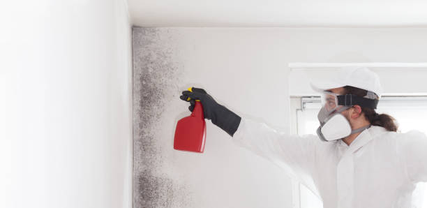 Professional Mold Removal in Eunice, LA