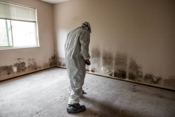 Best Fast Mold Removal  in Eunice, LA
