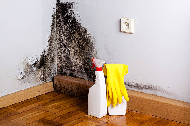 Best Certified Mold Removal  in Eunice, LA